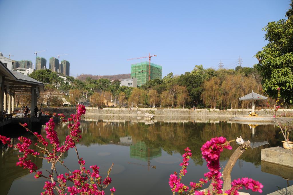 静明湖畔 梅花盛开